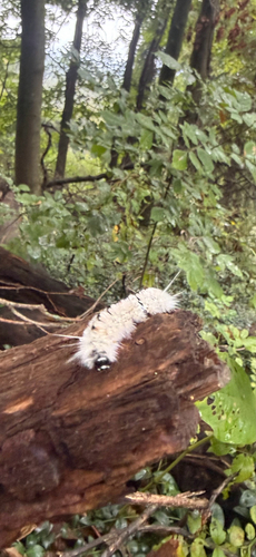 Hickory Tussock Moth