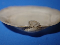 Cryptomya californica