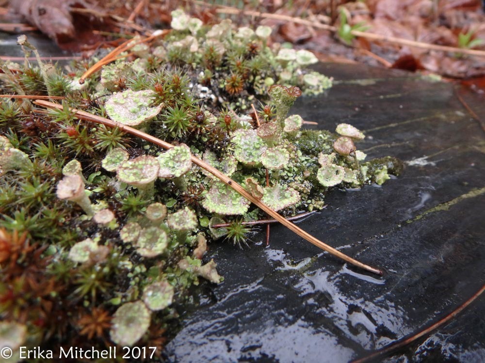 Cladonia pyxidata image