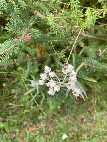pearly everlasting