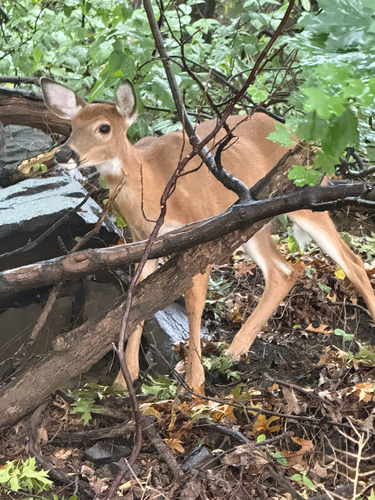 White-tailed Deer