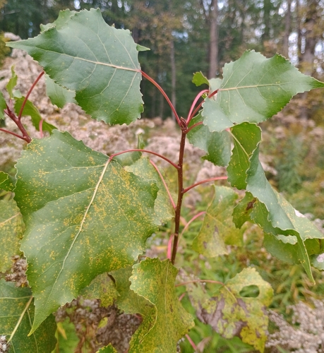 Eastern Cottonwood