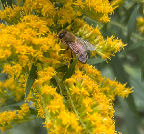 Western Honey Bee