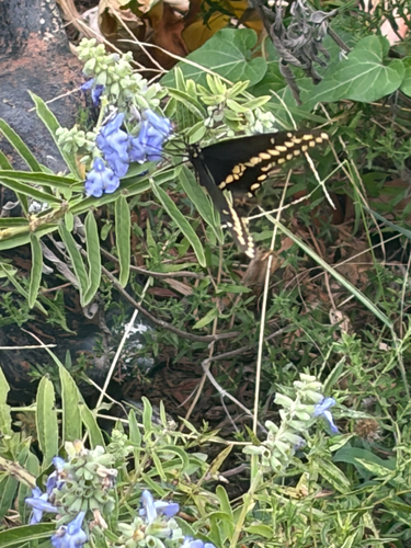 Black Swallowtail