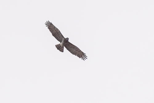 Short-toed Snake-Eagle