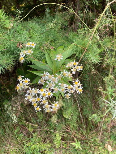 flat-top white aster