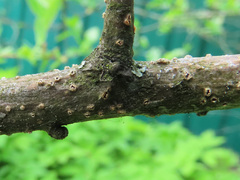 Pezicula ocellata