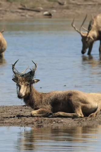 Père David's Deer