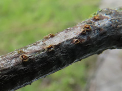 Pezicula ocellata