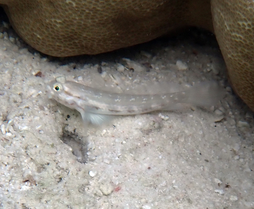 Gnatholepis cauerensis observed 2026-09-20