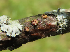 Pezicula ocellata