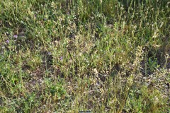 Polygala monspeliaca