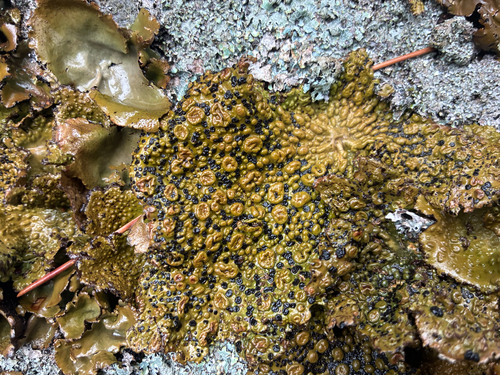 Common Toadskin Lichen