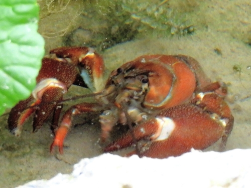 Signal Crayfish