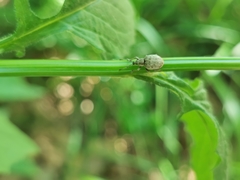 Peritelus sphaeroides