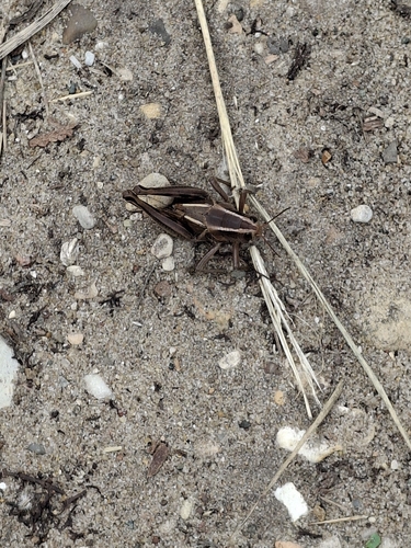 Two-striped Grasshopper