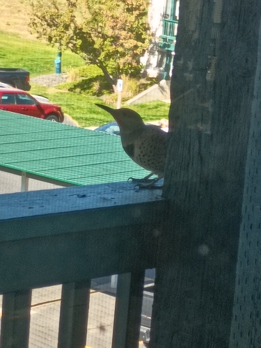 Northern Flicker