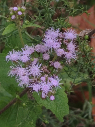 blue mistflower
