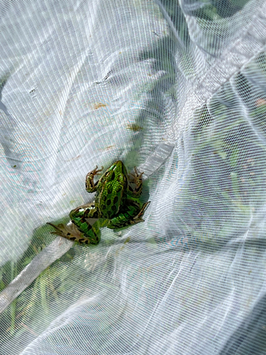 Northern Leopard Frog