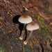 Mycena carmeliana - Photo (c) Reiner Richter, some rights reserved (CC BY-NC-SA), uploaded by Reiner Richter
