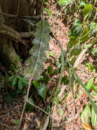 Epiphyllum phyllanthus, photograph 1