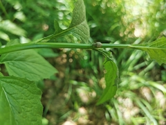 Peritelus sphaeroides