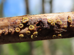Trichopeziza mollissima