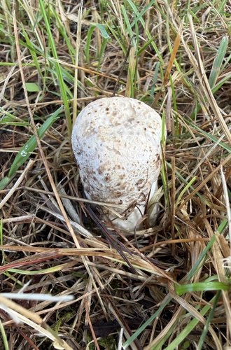 Amanita Mold