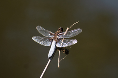 Libellula depressa