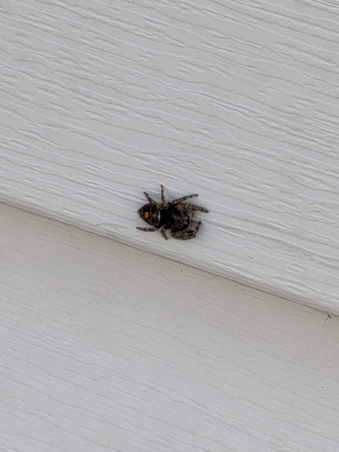 Bold Jumping Spider