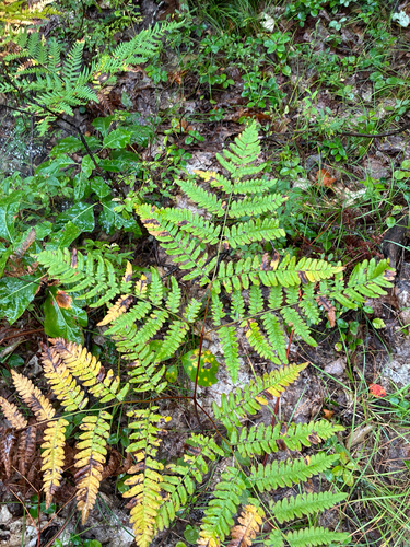 common bracken