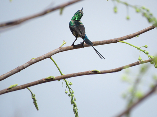 iNaturalist image