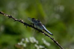 Libellula depressa