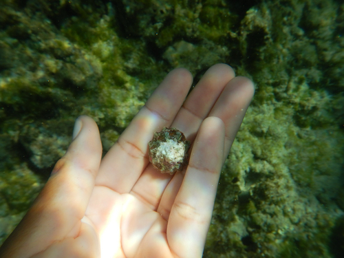 Astraea tuber observed 2026-09-20