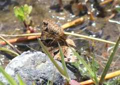 Euclidia ardita