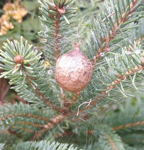Yellow Garden Spider