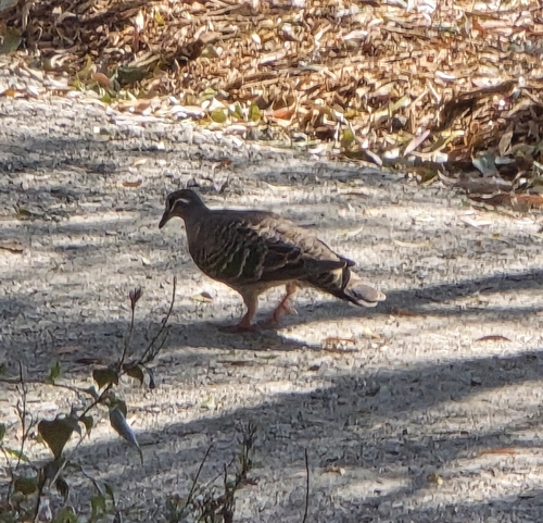 Common Bronzewing