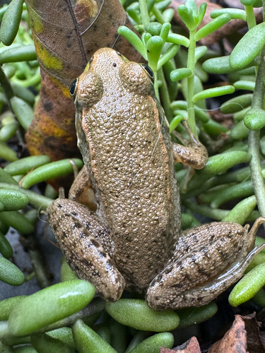 Green Frog