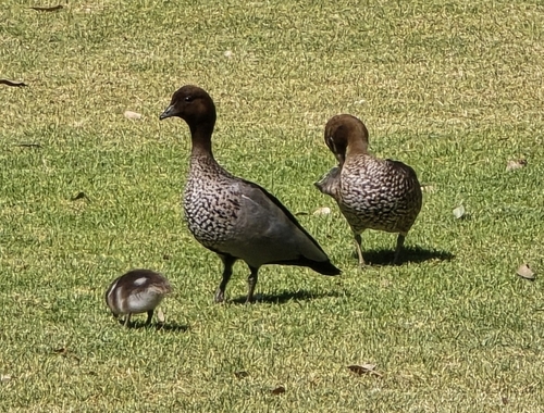 Australian Wood Duck