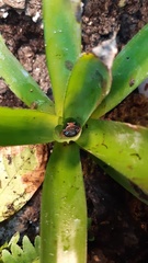 Epipedobates anthonyi