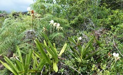 Angraecum eburneum subsp. superbum image