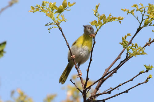iNaturalist image