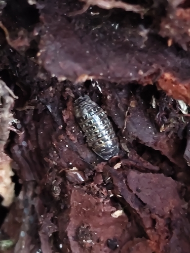 Painted Pill Woodlouse