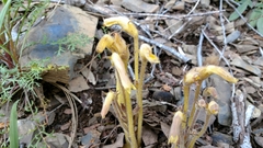 Aphyllon fasciculatum