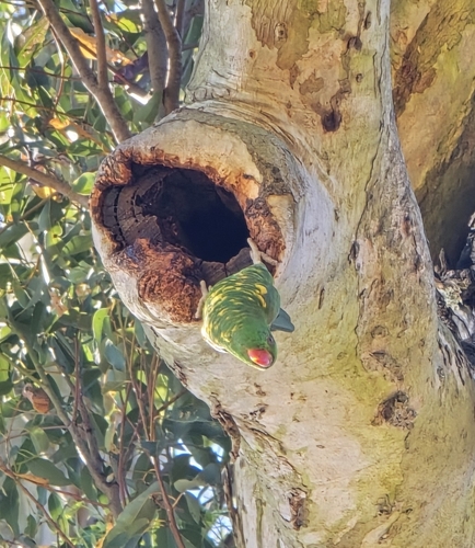 Scaly-breasted Lorikeet