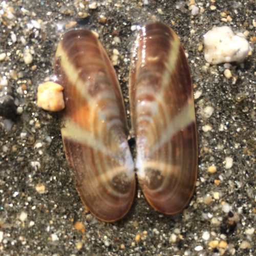 Pacific Razor Clam