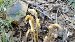 Aphyllon fasciculatum