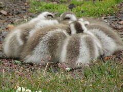 Upland Goose photo 3