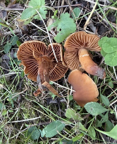 Cortinarius distans