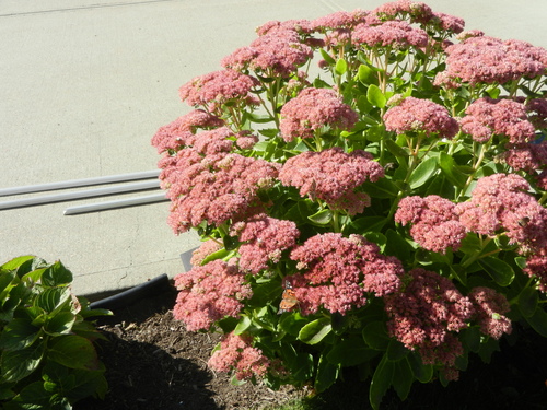 Painted Lady